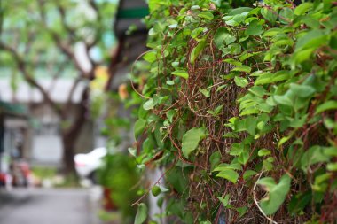Kırmızı-mor kenarlı, kalp şeklinde yeşil yapraklar ve doğal bahçe ortamında kırmızı-kahverengi iç içe geçmiş kökler içeren yoğun sarmaşık duvarı..