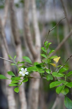 Murraya paniklemiş yeşil oval yapraklar ve sarı pullu tek bir beyaz çiçek, üst soldan hafif bulanık kahverengi bir gövdeye doğru aydınlanıyor..
