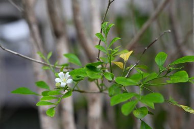 Murraya paniklemiş yeşil oval yapraklar ve sarı pullu tek bir beyaz çiçek, üst soldan hafif bulanık kahverengi bir gövdeye doğru aydınlanıyor..