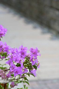 Mor bougainvillea kağıt benzeri fren yoğun kümelerde çiçek açar, yeşil saplar ve keskin yapraklar bulanık gri asfalt ve koyu duvar.