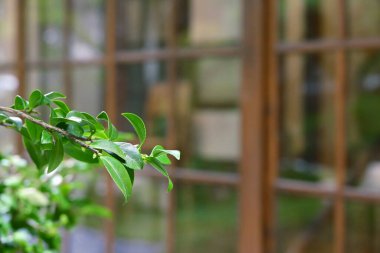 Keskin odak yeşil oval yapraklar görünür minyatür ve pürüzsüz kenarlar yumuşak bulanık pencere ızgarası desenine karşı doğal bileşim oluşturur..