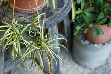 Terracotta tenceresinde beyaz çizgili yeşil yaprakları olan çeşitli örümcek bitkisi çoklu camlı ahşap pencerenin yanında Geometrik gölge desenleri oluşturur.