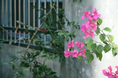 Canlı pembe bougainvillea çiçekleri geleneksel metal pencere parmaklıklarının yanında otantik Tayvan 'da dokulu duvar arka planına sahiptir..