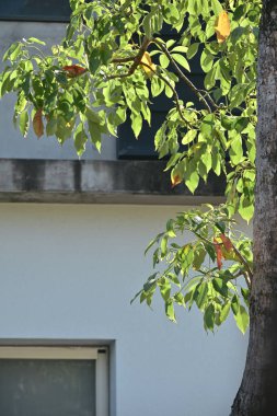 Yeşil ve sarı-kahverengi ağaç yapraklarının arasından süzülen doğal güneş ışığı temiz beyaz binanın dış duvarında lekeli gölgeler oluşturuyor..