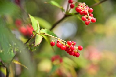 Macro botanical photography of Rivina humilis showcasing clusters of bright red berries on green stems with serrated leaves under dappled sunlight and bokeh background.