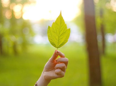 Bir akçaağaç yaprağı güneşin altında tutan el. Güneşli ormanda elinde yaprak.