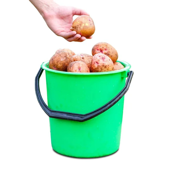 Hand Holding Potatoes Green Plastic Bucket Fresh Potato Crop Close — Stock Photo, Image