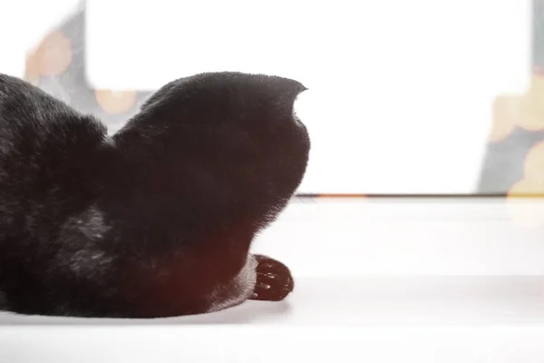 Fekete Skót Fold Macska Úgy Néz Ablakon — Stock Fotó