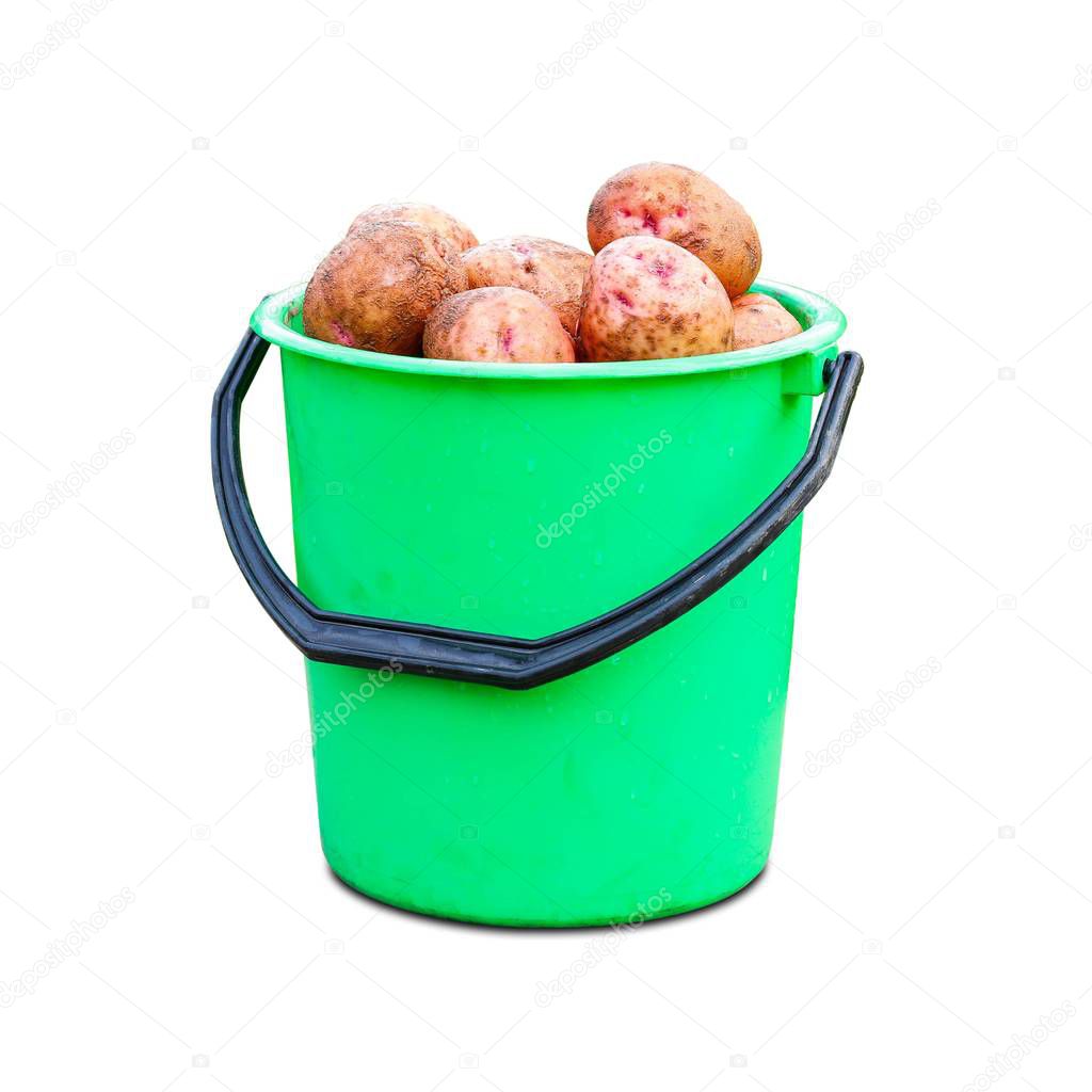 Green plastic bucket with fresh potato crop. Close up. Isolated on white background