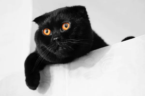 Gatto Scozzese Nero Piega Con Occhi Oro Vicino — Foto Stock