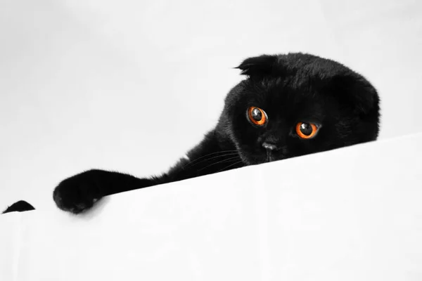 Siyah Skoç Fold Kedi Altın Gözlü Yakın Çekim — Stok fotoğraf