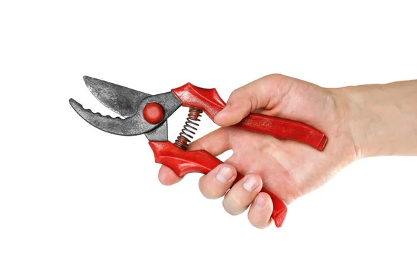 Hand houdt een rode pruner voor snij struiken. Close-up. Geïsoleerd — Stockfoto