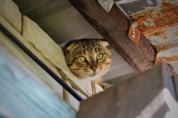 지붕에 줄무늬 스코틀랜드 접이식 고양이. 클로즈업 — 스톡 사진