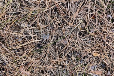 Kirli kuru çam iğnelerinin dokusu. Kapat.