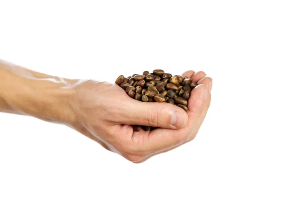 Hand holds a handful of pine nuts. Close up. Isolated on white b — Stock Photo, Image