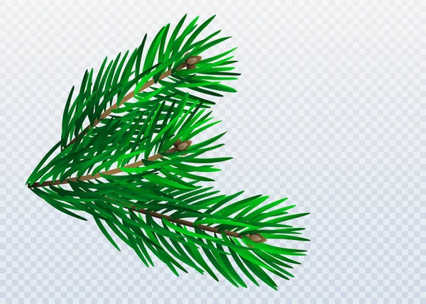 Grön Lummig Gran Gren Fir Grenar Isolerad Vit Vektor Illustration — Stock vektor