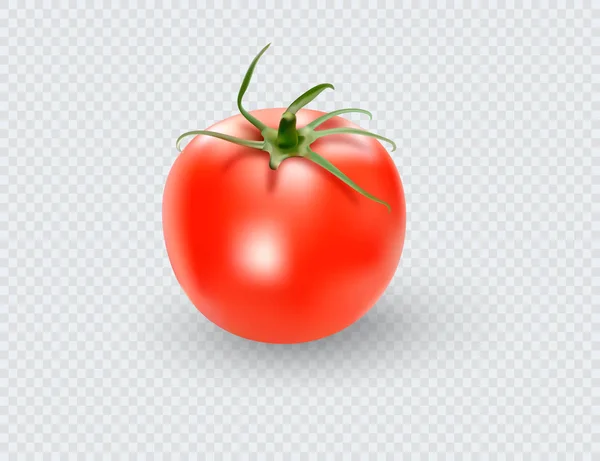 西红柿套装 红色西红柿收藏品 透明背景下的照片逼真向量西红柿 — 图库矢量图片