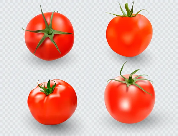 Conjunto Tomate Colección Tomate Rojo Tomates Vectoriales Fotorealistas Sobre Fondo — Vector de stock