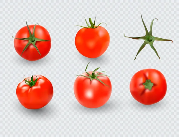 Tomat Set Röd Tomat Samling Fotorealistiska Vektor Tomater Transparent Bakgrund — Stock vektor