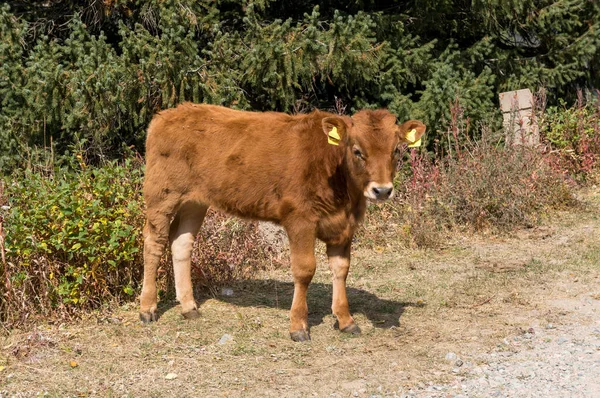 Kırmızı buzağı. Dağ çayırı