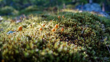 Ormandaki yosunların halısı.