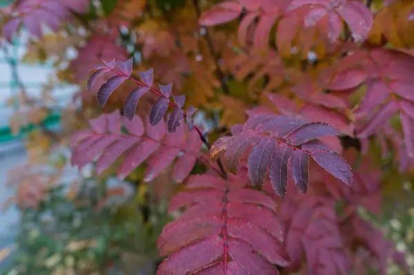 Jesienią Liście Popiołu Górskiego — Zdjęcie stockowe