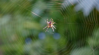 Orman bir bahçe örümceği Araneus ağda
