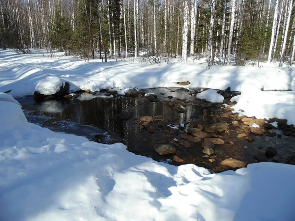 Skogsbäcken Snön Nationalpark Vintern — Stockfoto