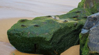Deniz yosunlarıyla kaplı büyük taşın üzerindeki yengeç sürüsü. Hint Okyanusu Kıyısı