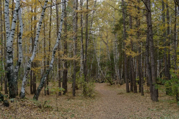 Madera Otoño Rusia — Foto de Stock