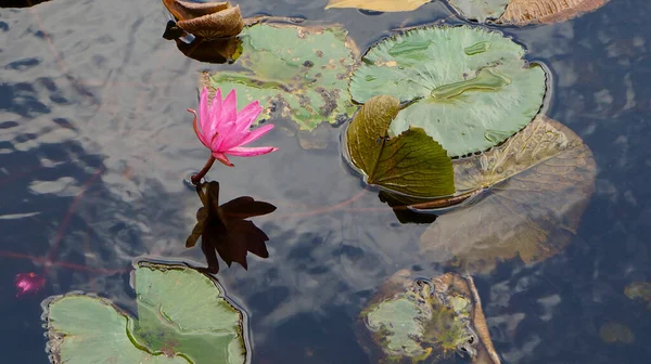 Tapınak havuzundaki Lotus.