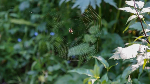 Ліс Садовий Павук Araneus Павутині — стокове фото