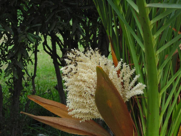 Enxame Abelhas Data Florescente — Fotografia de Stock