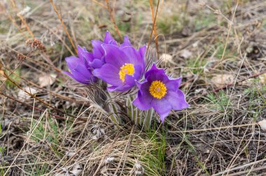 Ormanda mor çuha çiçekleri