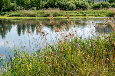 Nehir kıyısında Reed