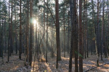 Çam ağacında gün ışığı