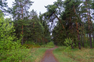 Kozalaklı ağaçlarda iz sür