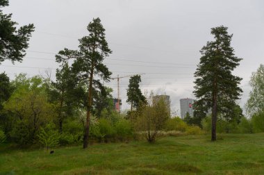 Ormanın inşaat ve banliyösü altındaki şehir