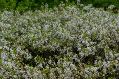Çiçek açan kiraz ağacının arkaplanı