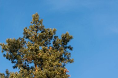 Gökyüzünün arka planında çam