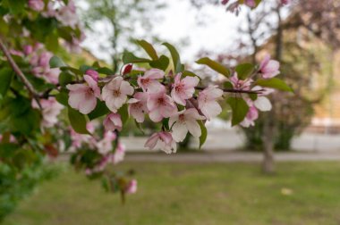 Çiçek açmış elma ağacı dalı