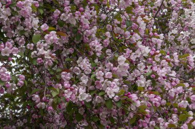 Çiçek açan elma ağacı arka planı geniş, seçenek 1
