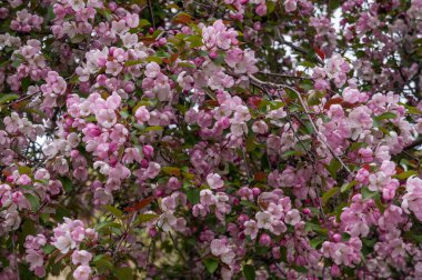 Çiçek açan elma ağacı arka planı büyük, seçenek 2