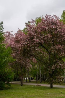 Çiçek açan pembe elma ağaçları. Park