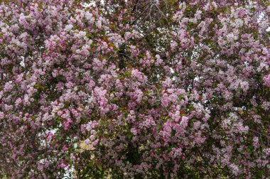 Çiçek açan elma ağacı arka planı küçük