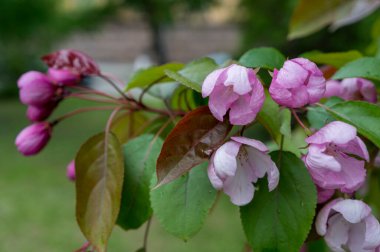 Çiçeklerdeki elma ağacı dalı makro