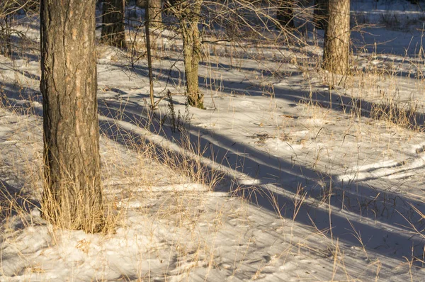 Тіні Дерев Снігу Соснова Деревина — стокове фото