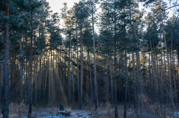 Frosty Hari Cerah Hutan Akhir Musim Gugur Sinar Matahari Melalui — Stok Foto