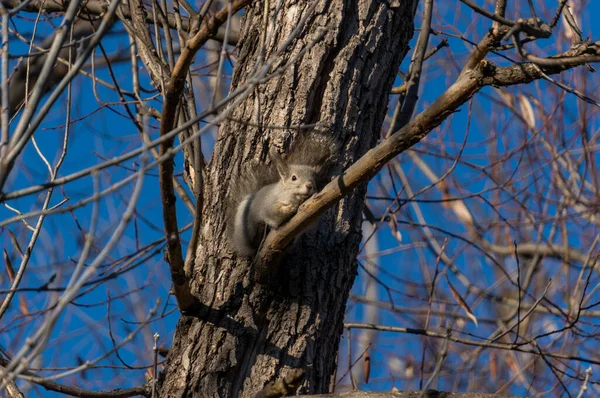 Écureuil Gris Sur Une Branche Arbre Parc — Photo