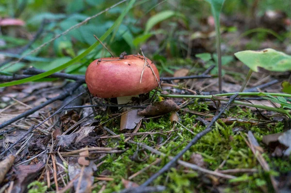 Pilz Eine Rossula Wald Nahaufnahme — Stockfoto
